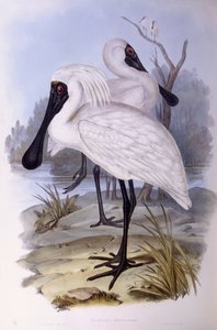 Spatule royale (Platalea regia), gravure de John Gould - John Gould