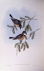 Siffleur roux (Pachycephala rufiventris), gravure par John Gould