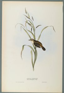 Salicaria Phragmatis : Phragmite des joncs - John Gould