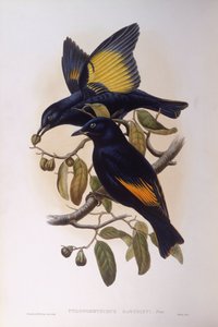 Jardinier satiné (Ptilonorhynchus violaceus), gravure de John Gould - John Gould
