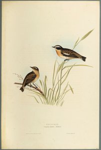 Saxicola Rubetra - Tarier des prés