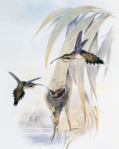 Ermite à gorge écailleuse (Phaethornis eurynome), gravure de Monograph of Trochilidae or Humming Birds (1849-1861)