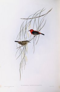 Myzomèle écarlate (Myzomela sanguinolenta), gravure de John Gould - John Gould