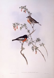 Rouge-gorge écarlate (Petroica multicolour), Gravure de John Gould