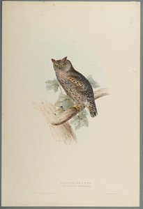 Scops Aldrovandi - Petit-duc scops - John Gould