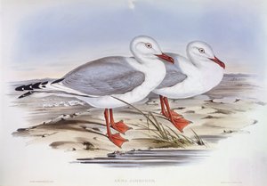 Goéland argenté (Larus novaehollandiae), gravure par John Gould