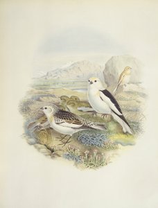 Bruant des neiges (Plectrophenax nivalis), illustration