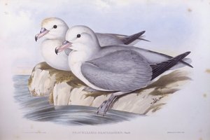 Fulmar austral (Fulmarus glacialoides), gravure de John Gould - John Gould