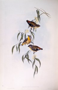 Pardalote pointillé (Pardalotus punctatus), gravure de John Gould - John Gould