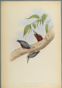 Sitta Castaneoventris, Sittelle à ventre roux