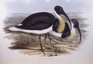 Ibis à cou noir (Threskiornis spinicollis), gravure par John Gould - John Gould