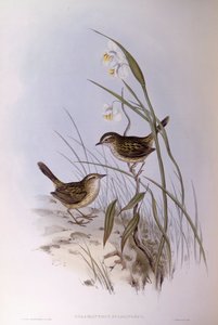 Calamanthus strié (Calamanthus fuliginosus), Gravure de John Gould - John Gould