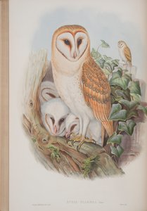 Strix Flammea, planche tirée de Les Oiseaux de Grande-Bretagne par John Gould, publié 1862-73 - John Gould