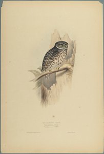 Strix Pafsernia - Noctua - John Gould