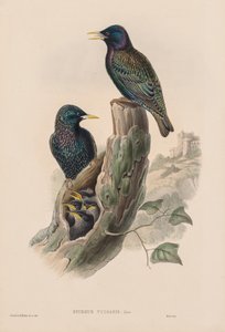 Sturnur Vulgaris