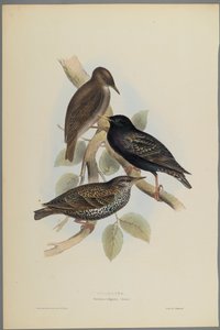 Sturnus Vulgaris - Étourneau sansonnet