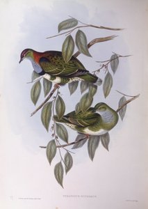 Superbe colombe fruitière (Ptilinopus superbus), gravure par John Gould