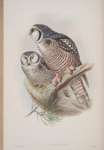 Surnia Funerea, planche tirée de The Birds of Great Britain par John Gould, publié 1862-73 - John Gould