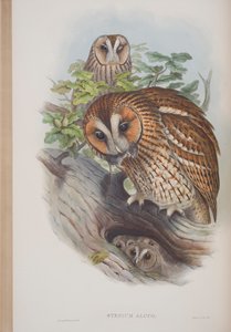Syrnium Aluco, planche tirée de Les Oiseaux de Grande-Bretagne par John Gould, publié 1862-73 - John Gould