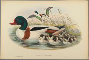 Tadorna Vulpanser : Tadorne de Belon - John Gould