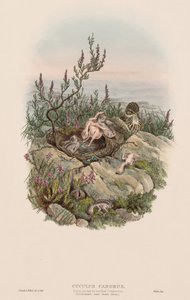 Les Oiseaux de Grande-Bretagne : Cuculus canorus - John Gould