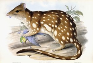 Quoll tigré - John Gould