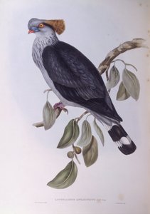 Pigeon à huppe (Lopholaimus antarcticus), gravure par John Gould - John Gould