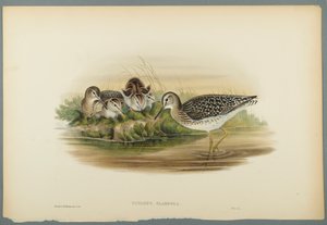 Totanus Glareola - Chevalier sylvain - John Gould