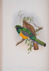 Trogon Atricollis, planche de The Birds of Great Britain de John Gould, publié 1862-73 - John Gould