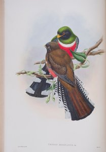 Trogon Mexicanus, planche de The Birds of Great Britain de John Gould, publié 1862-73 - John Gould