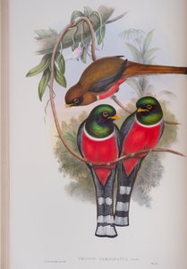 Trogon Personatus, planche de The Birds of Great Britain de John Gould, publié 1862-73 - John Gould