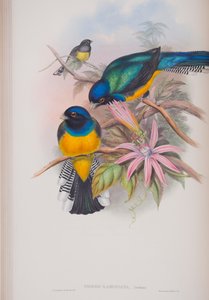 Trogon Ramoniana, planche de The Birds of Great Britain de John Gould, publié 1862-73 - John Gould