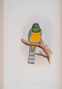 Trogon Tenellus, planche de The Birds of Great Britain de John Gould, publié 1862-73 - John Gould