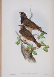 Turdis Atrogularis, planche de The Birds of Great Britain de John Gould, publié 1862-73