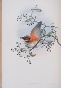 Turdus Illacus, planche de The Birds of Great Britain de John Gould, publié 1862-73
