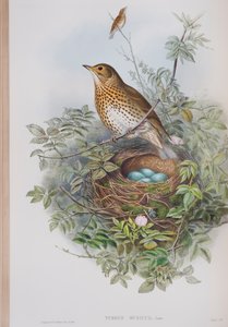 Turdus Musicus, planche de The Birds of Great Britain de John Gould, publié 1862-73 - John Gould