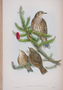 Turdus Viscivorus, planche de The Birds of Great Britain de John Gould, publié 1862-73 - John Gould