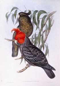 Deux perroquets perchés sur une branche, gravure