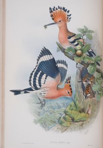 Upupa Epops, planche tirée de The Birds of Great Britain par John Gould, publié 1862-73 - John Gould