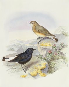 Traquet variable (Oenanthe picata), gravure de John Gould - John Gould