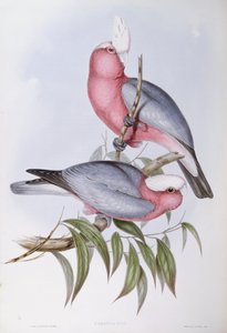 Graveur de John Gould, Lori à cou violet (Eos squamata)