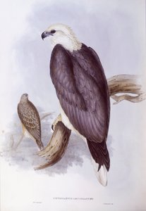 Pygargue blagre (Haliaeetus leucogaster), gravure par John Gould - John Gould