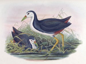 Râle à poitrine blanche Amaurornis phoenicurus (Pennant) - John Gould