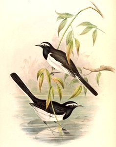 Bergeronnette à sourcils blancs (Grande Bergeronnette pie) Motacilla maderaspatensis Gmelin