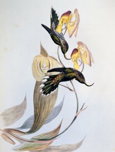 Colibri à bec en forme de faucille (Eutoxeres aquila) - John Gould