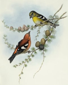 Bec-croisé bifascié (Loxia leucoptera), Gravure de John Gould - John Gould