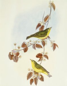 Pouillot siffleur (Phylloscopus sibilatrix), gravure par John Gould