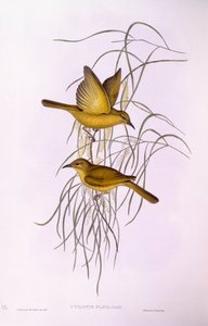 Méliphage jaune (Lichenostomus flavus), gravure de John Gould - John Gould