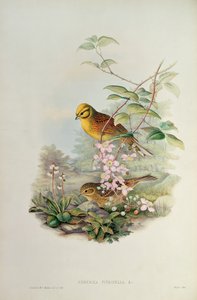 Bruant jaune