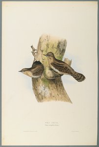 Yunx Torquilla : Torcol fourmilier - John Gould